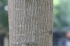 Leucaena leucocephala